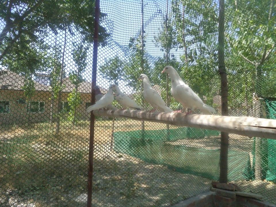 Kangs Nirvana Resorts And Spa Mahalpur Екстериор снимка